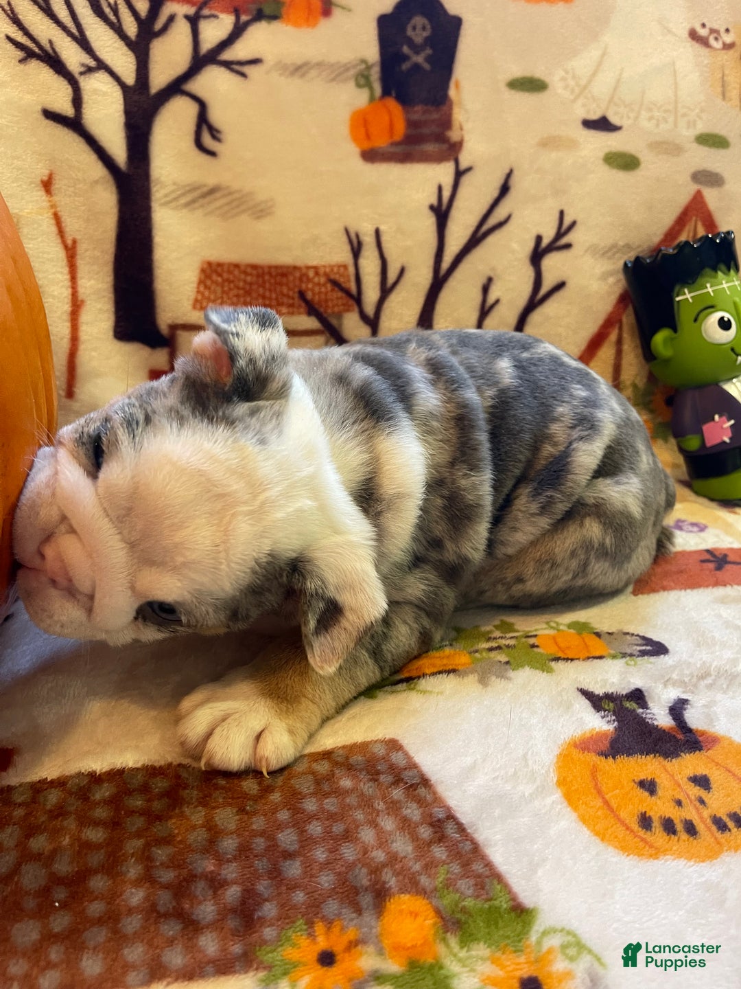 English Bulldog dogs for sale: English Bulldog Puppy 5 - Ad 14