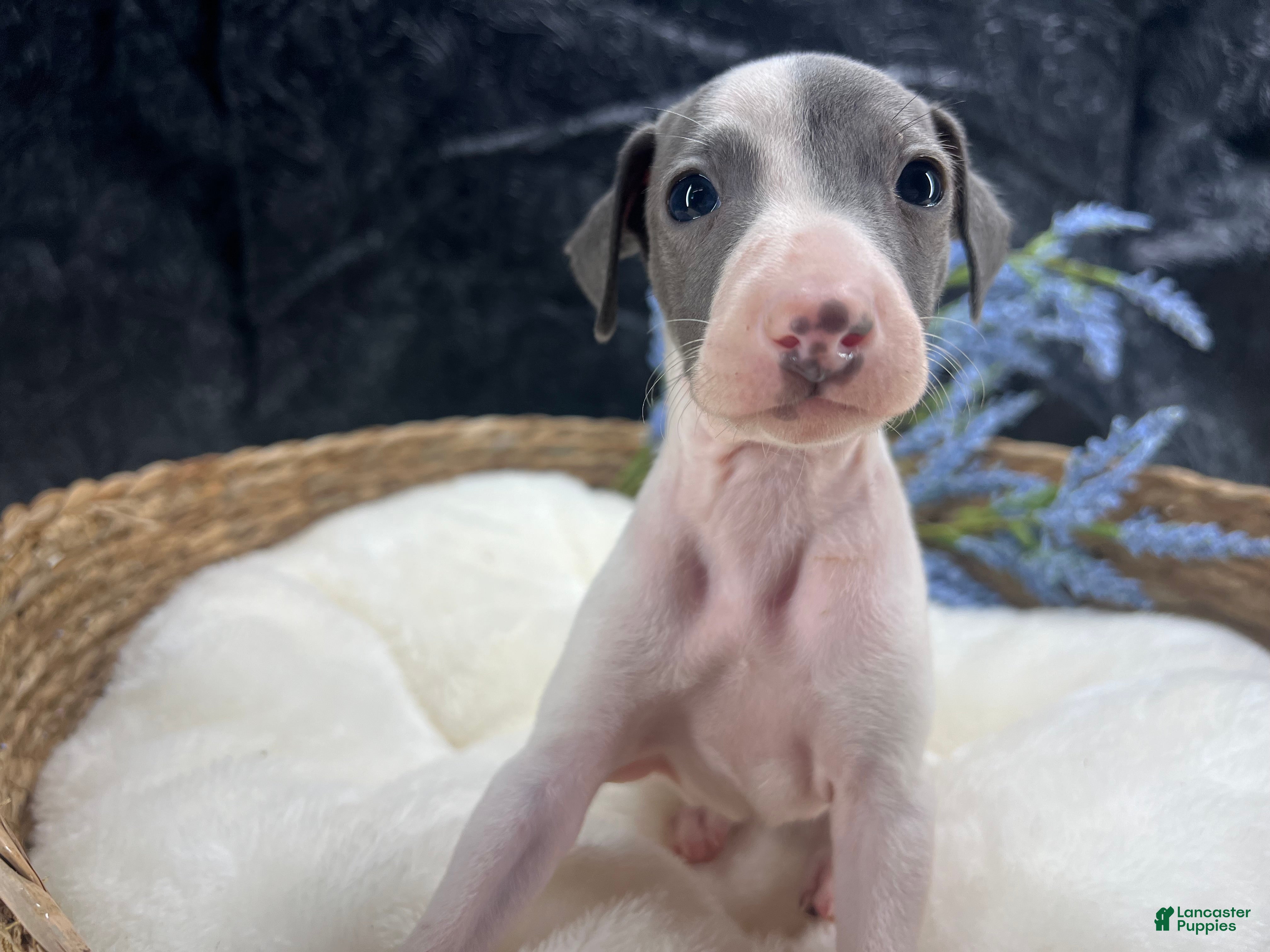 Italian Greyhound dogs Italian Greyhound 1 - Ad 2