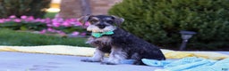 Miniature Schnauzer dogs for sale: Blake - Ad 1
