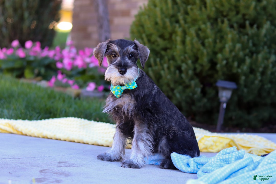 Miniature Schnauzer dogs for sale: Blake - Ad 1