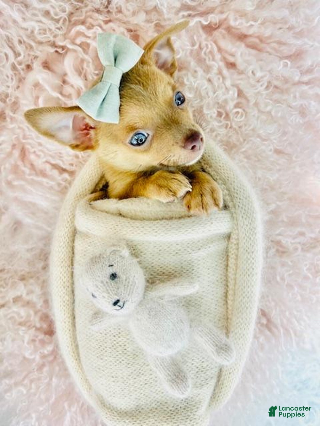 Chihuahua dogs for sale: Chihuahua Puppy 2 - Ad 1