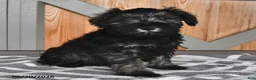 Miniature Schnauzer dogs for sale: Maggie - Ad 5