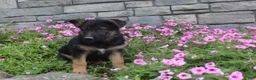 German Shepherd dogs for sale: Anson - Ad 6