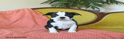 Boston Terrier dogs for sale: Jingles - Ad 5