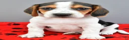 Beagle dogs for sale: Dash - Ad 6