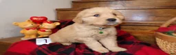 Golden Retriever dogs for sale: Golden Retriever Puppy 1 Teddy - Ad 5