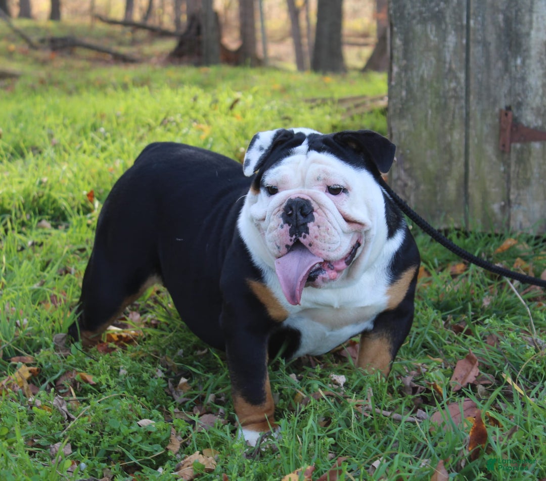 English Bulldog dogs for sale: Magnum - Ad 11