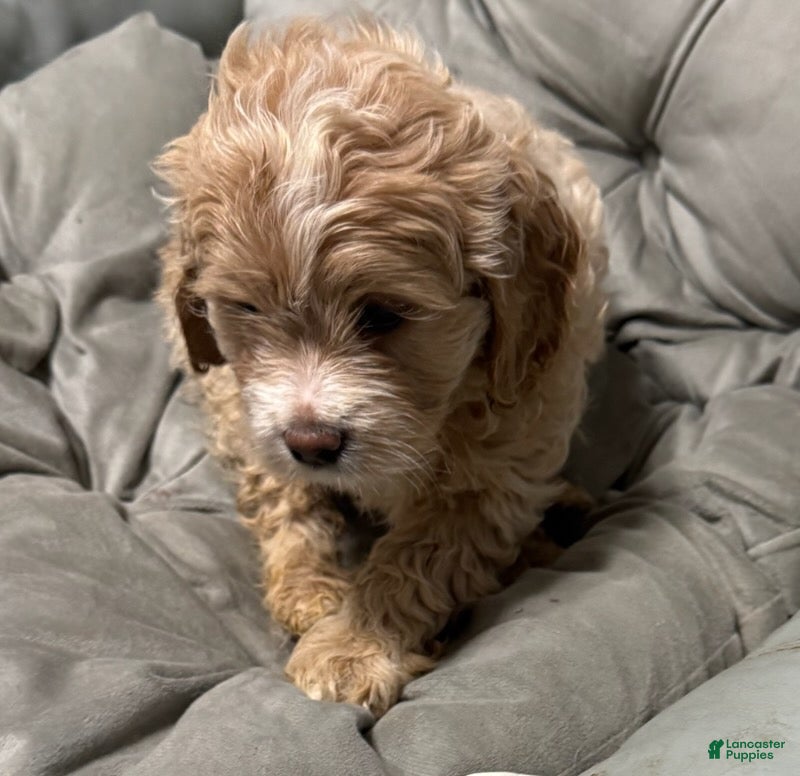 Cockapoo dogs Bonnie - Ad 2
