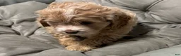 Cockapoo dogs for sale: Bonnie - Ad 2