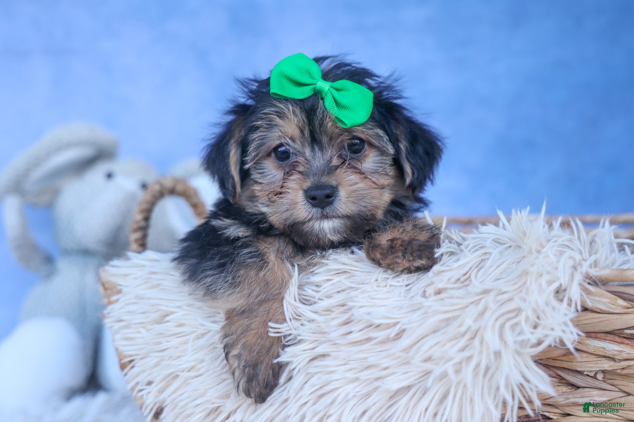 Yochon dogs MOOSE - Ad 1