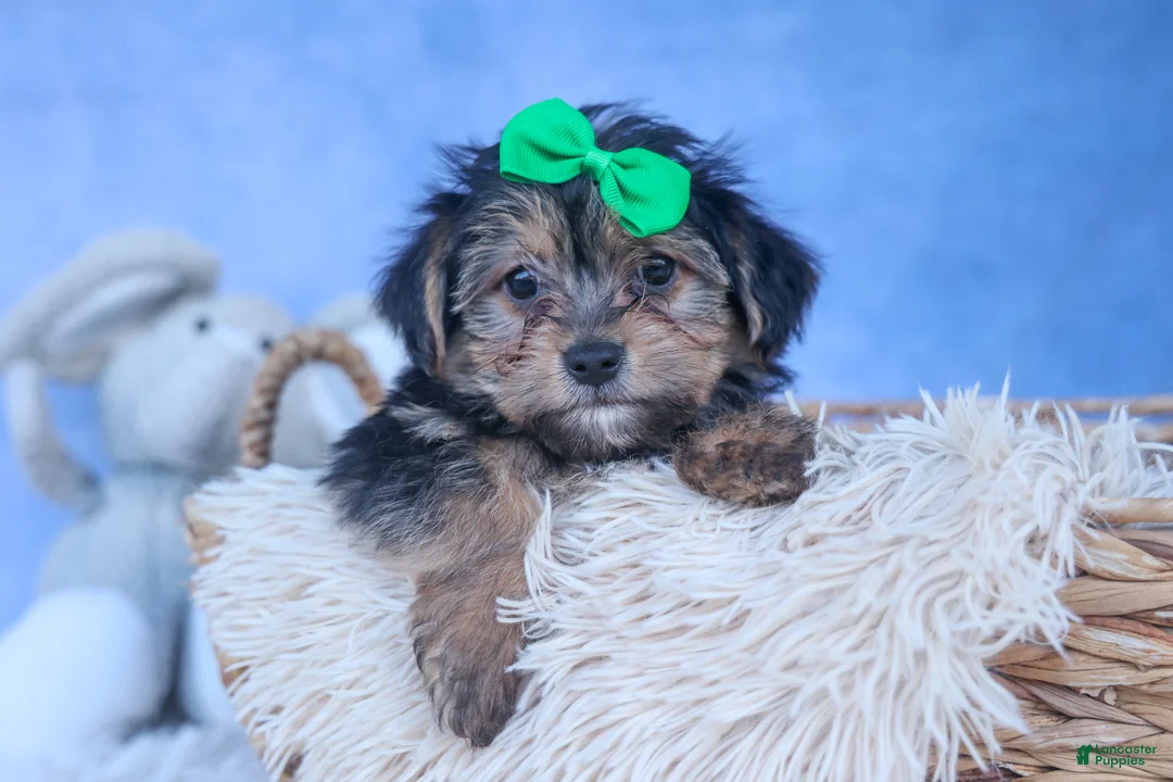 Yochon dogs for sale: MOOSE - Ad 1