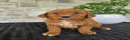 Mini Goldendoodle dogs for sale: Mini Goldendoodle Puppy 1 - Ad 3
