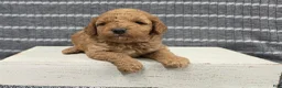 Miniature Poodle dogs for sale: Buttercup - Ad 4