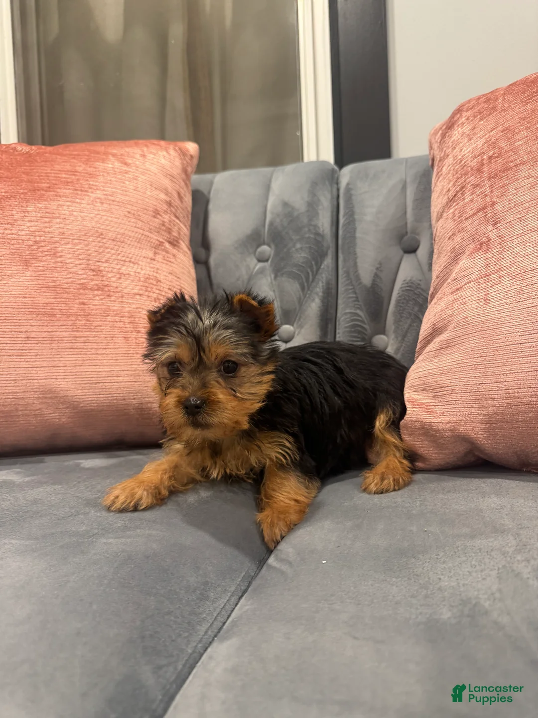Yorkshire Terrier dogs for sale: Jose - Ad 4