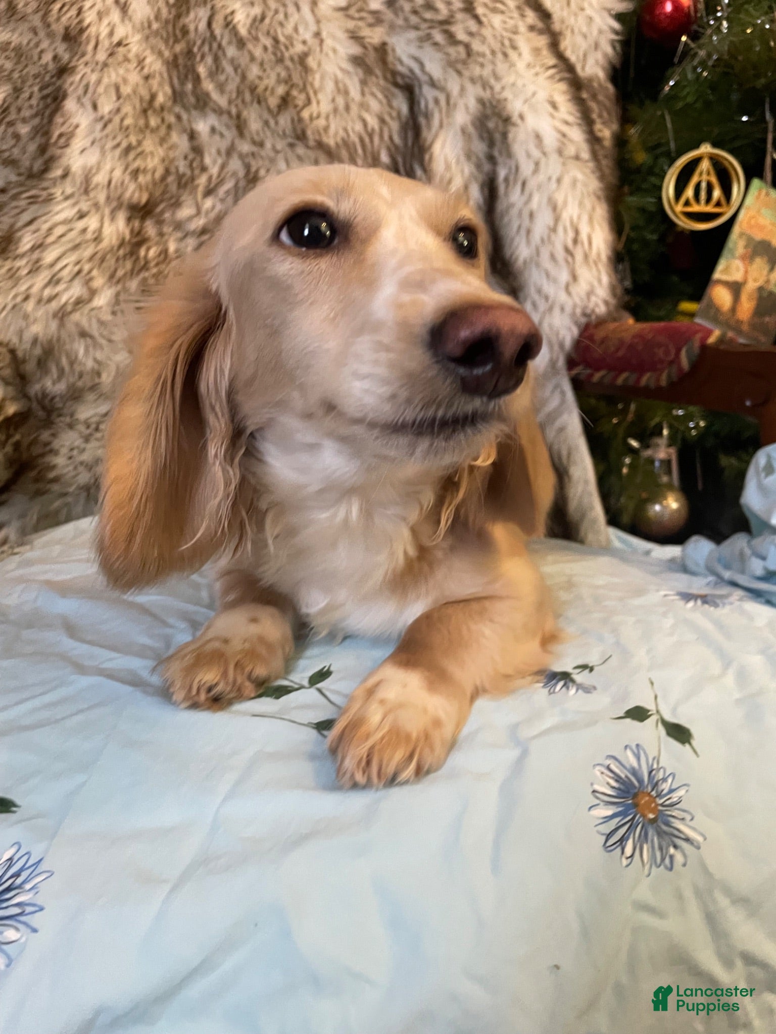 Miniature Dachshund dogs Adult Long Haired Cream Piebald Female - Ad 5