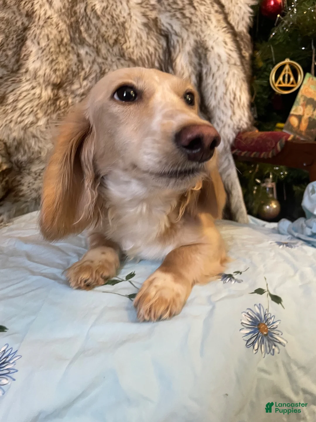 Miniature Dachshund dogs for sale: Adult Long Haired Cream Piebald Female - Ad 1