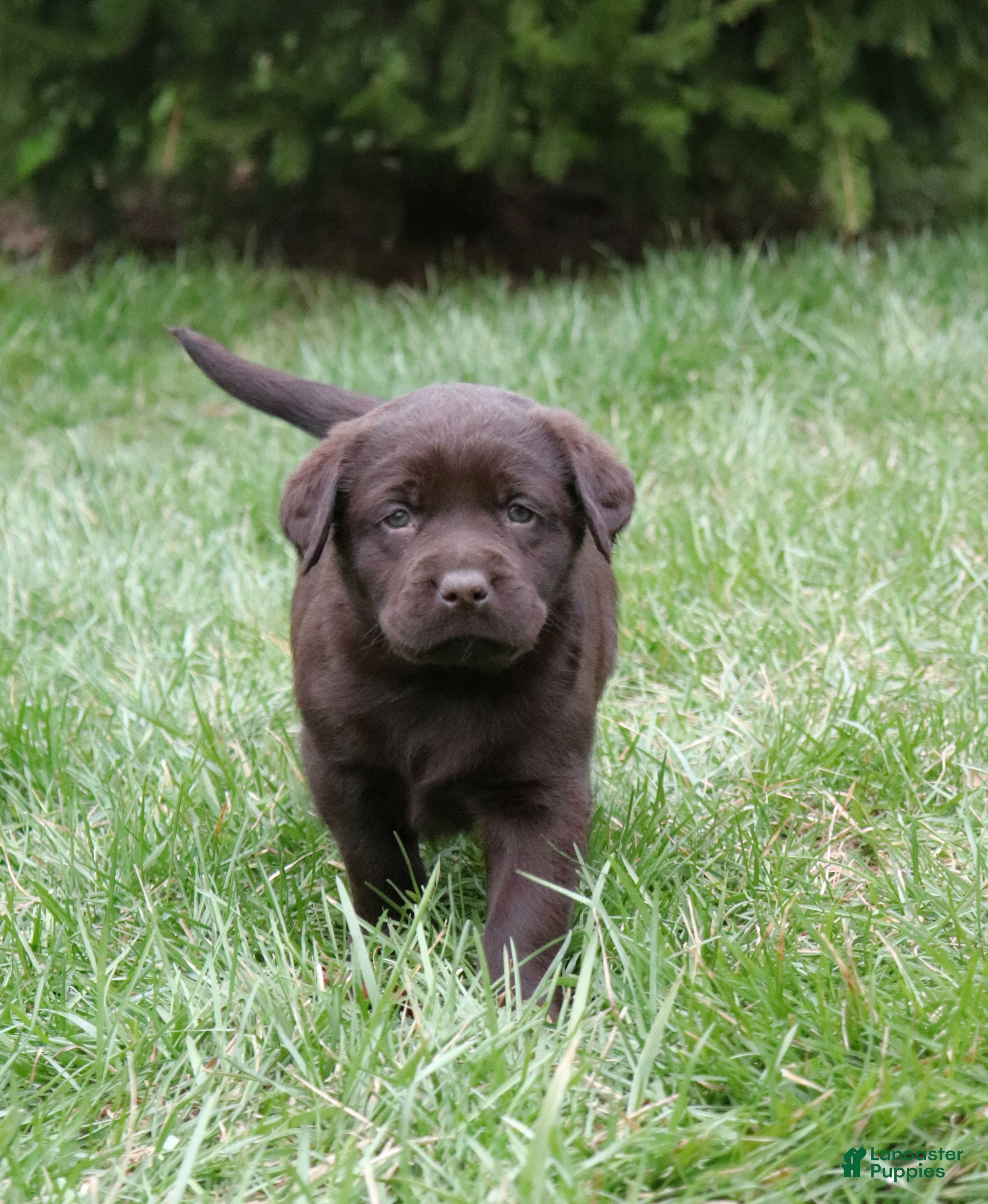 Labrador Retriever dogs Jewel - Ad 2