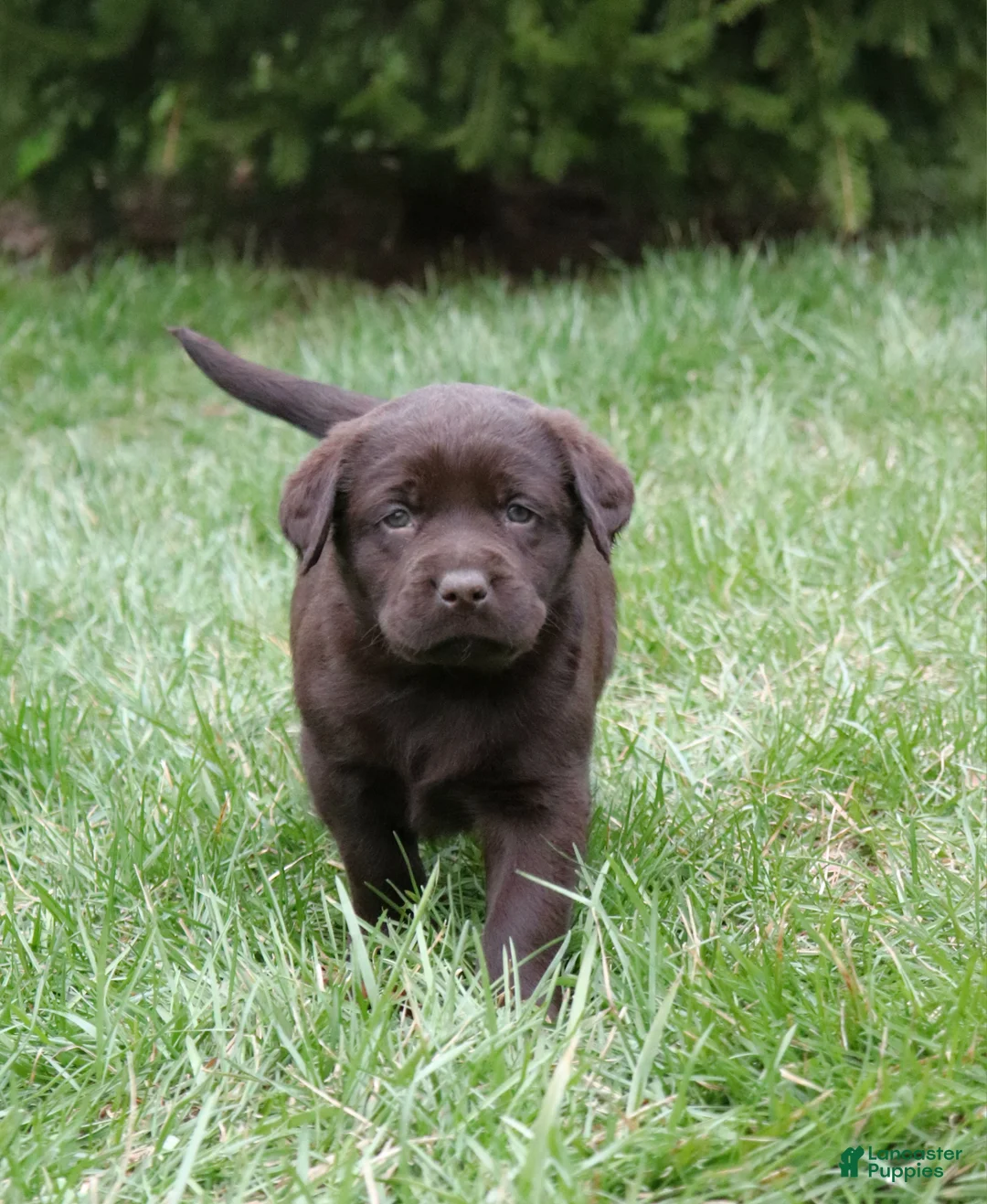 Labrador Retriever dogs for sale: Jewel - Ad 2