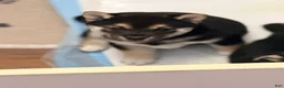 Shiba Inu dogs for sale: Shiba Inu 3 - Ad 3