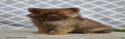 Pomeranian dogs for sale: Sophie - Ad 3