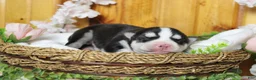 Siberian Husky dogs for sale: Storm  - Ad 6