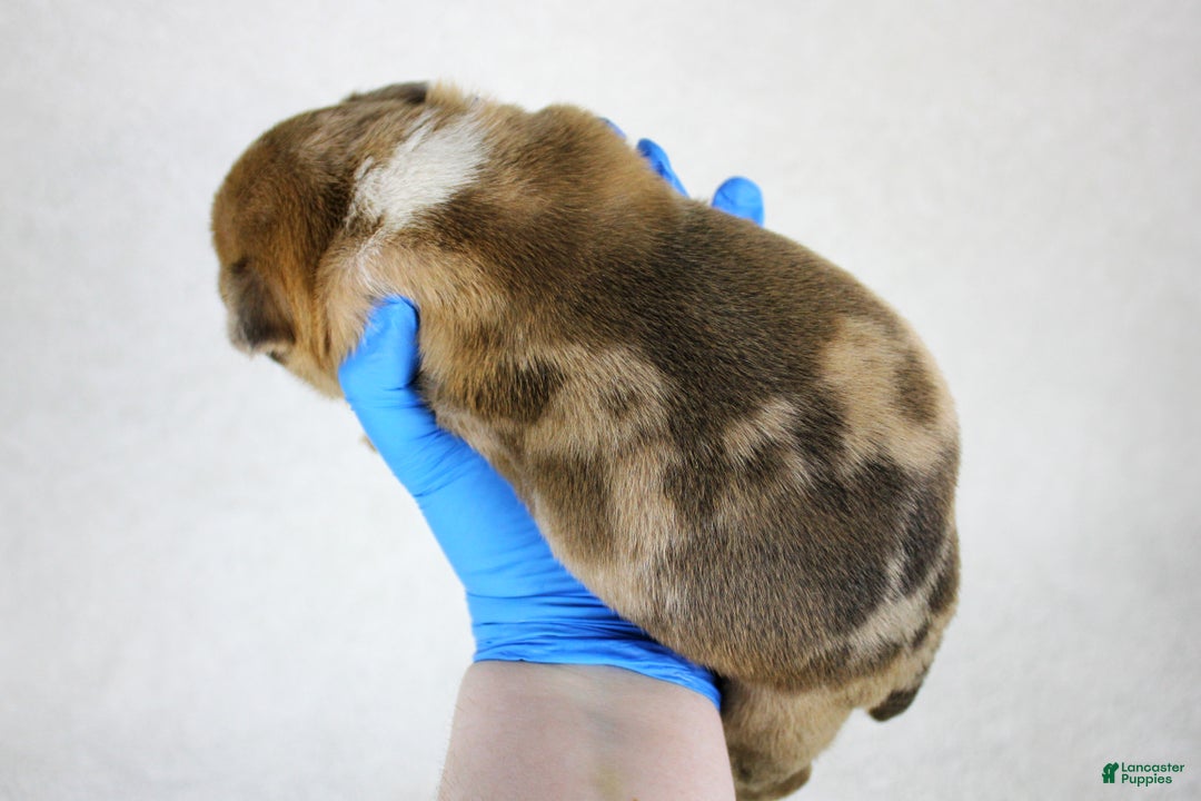 American Bully dogs for sale: Black Fawn Merle Female - Ad 2