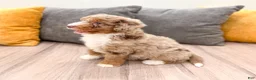 Aussiedoodle dogs for sale: Cinnamon - Ad 4