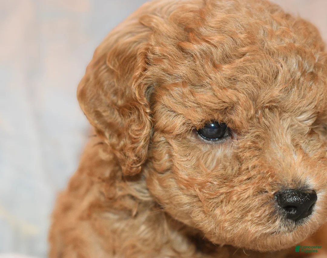 Toy Poodle dogs for sale: Toy Poodle 1 - Ad 2