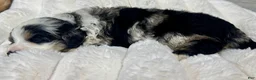 Mini Bernedoodle dogs for sale: Twinkle - Ad 5