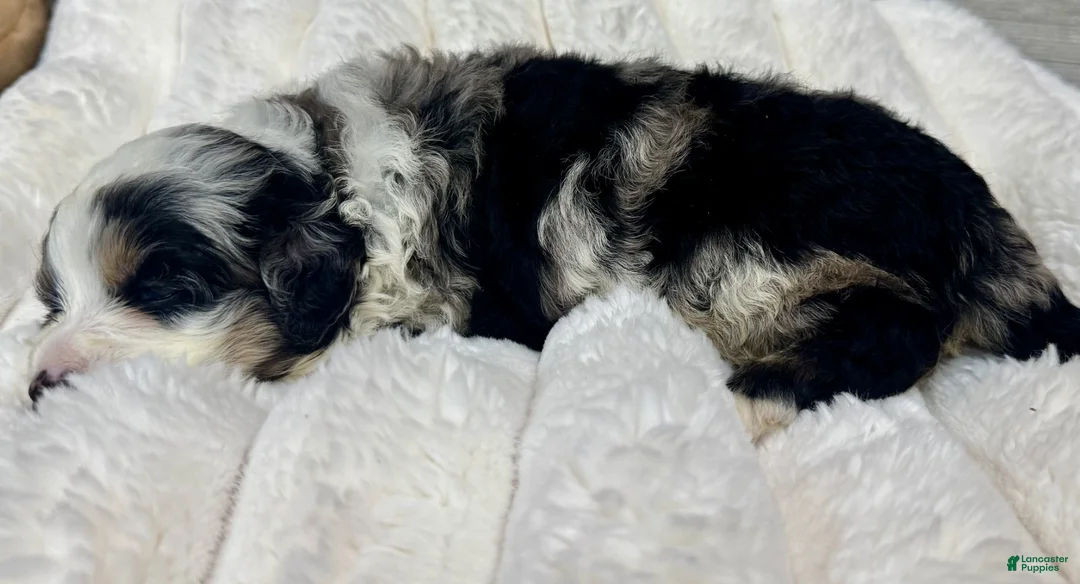 Mini Bernedoodle dogs for sale: Twinkle - Ad 5