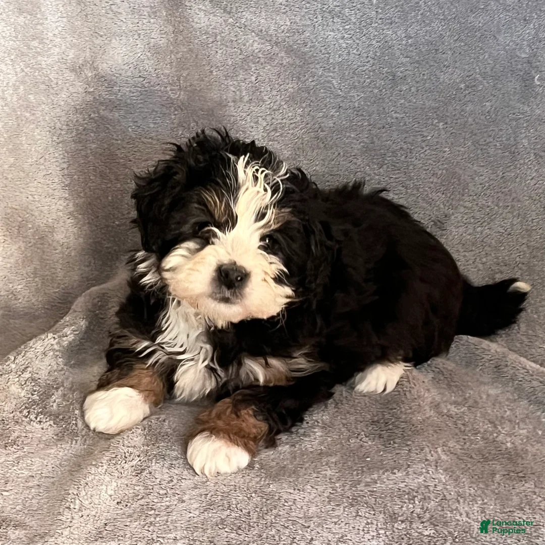 Mini Bernedoodle dogs for sale: Katie - Ad 3