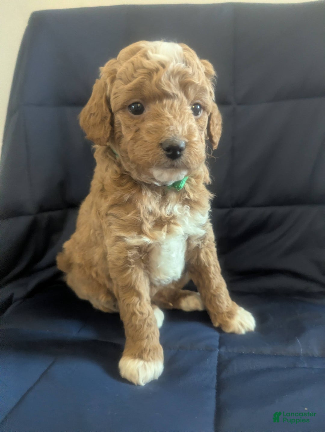 Mini Goldendoodle dogs for sale: Norman - Ad 4