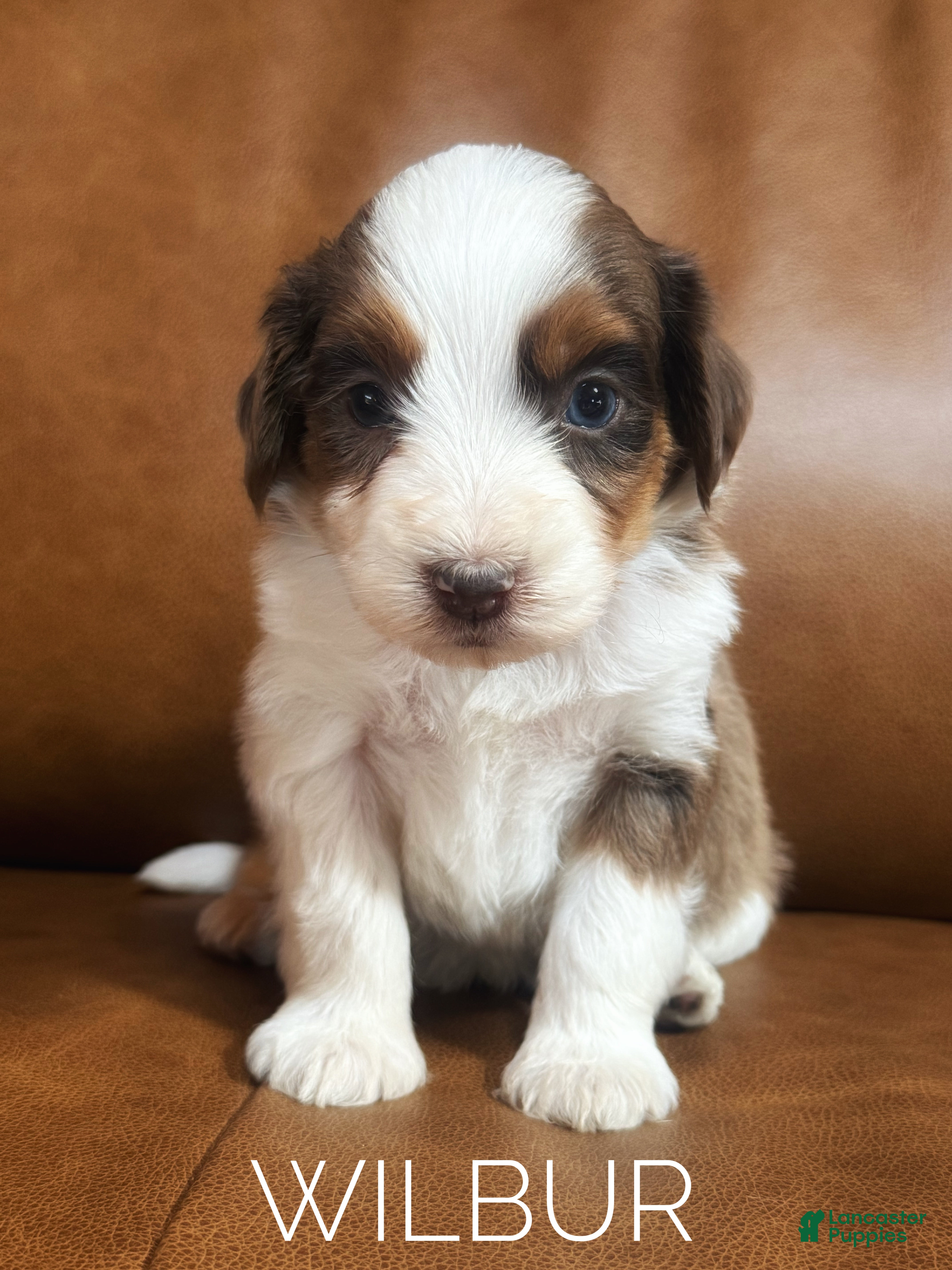 Mixed Breed dogs Australian Mountain Doodle Wilbur  - Ad 1