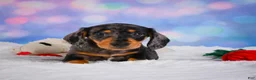 Miniature Dachshund dogs for sale: Rolex - Ad 4