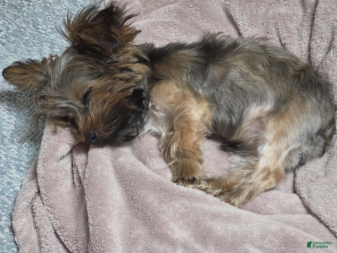 Yorkshire Terrier dogs for sale: Ash teacup male - Ad 3