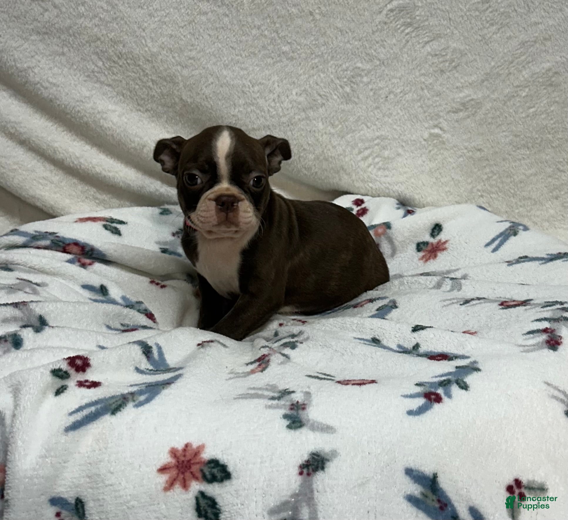 Boston Terrier dogs Boston Terrier 5 - Ad 2