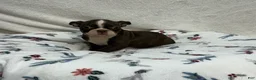 Boston Terrier dogs for sale: Boston Terrier 5 - Ad 2