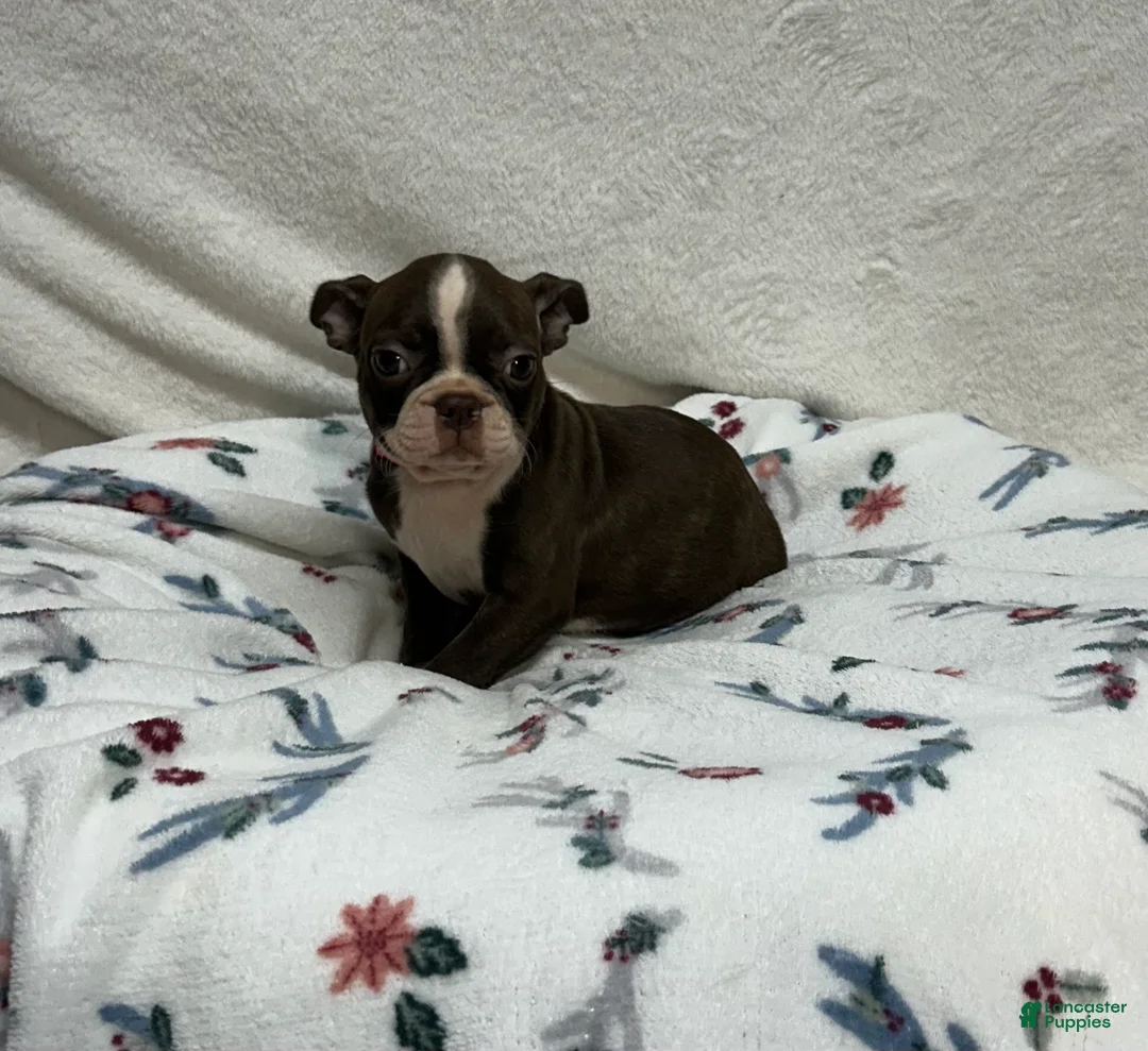 Boston Terrier dogs for sale: Boston Terrier 5 - Ad 2
