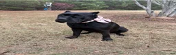 Cane Corso dogs for sale: Cane Corso 1 - Ad 5