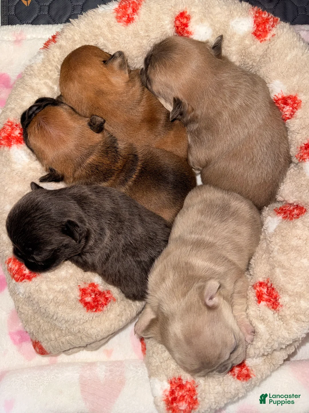 French Bulldog dogs for sale: French Bulldog Puppy 2 - Ad 17