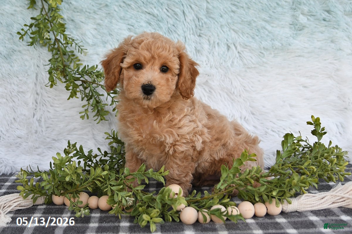 Bichpoo dogs Hugo - Ad 1
