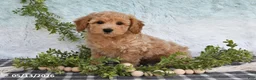 Bichpoo dogs for sale: Hugo - Ad 1