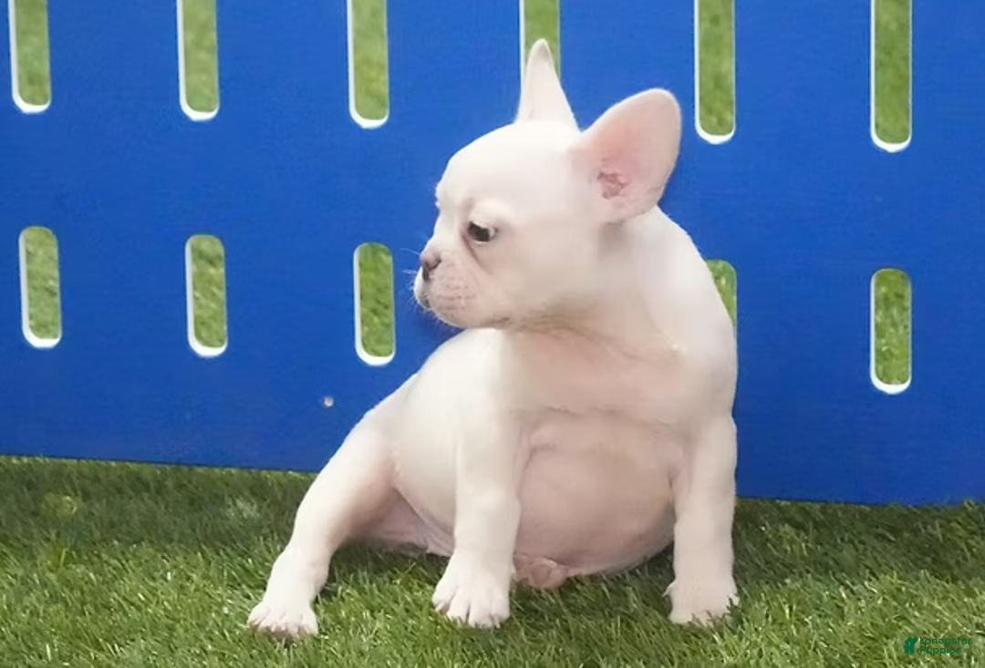 French Bulldog dogs for sale: Sasha - Ad 2