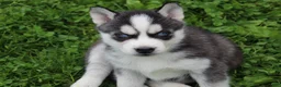 Siberian Husky dogs for sale: Alaska - Ad 3