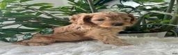 Cavapoo dogs for sale: Dakota  - Ad 2