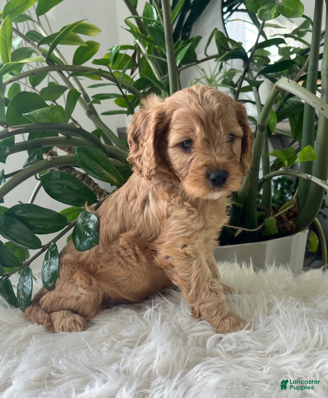 Cavapoo dogs for sale: Dakota  - Ad 2