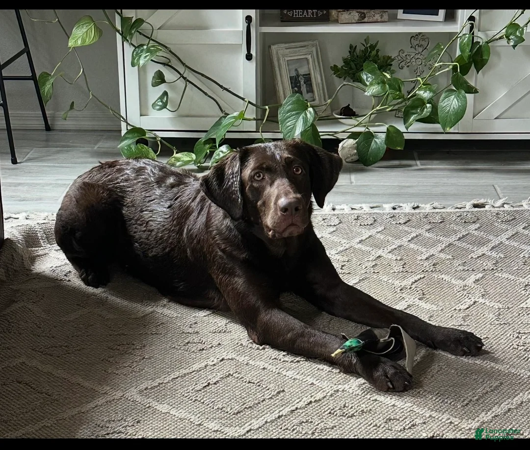 Labrador Retriever dogs for sale: Labrador Retriever Puppy 7 - Ad 2