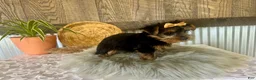 Yorkshire Terrier dogs for sale: Tiana - Ad 4