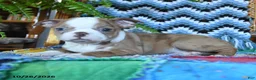 Boston Terrier dogs for sale: Harley - Ad 2