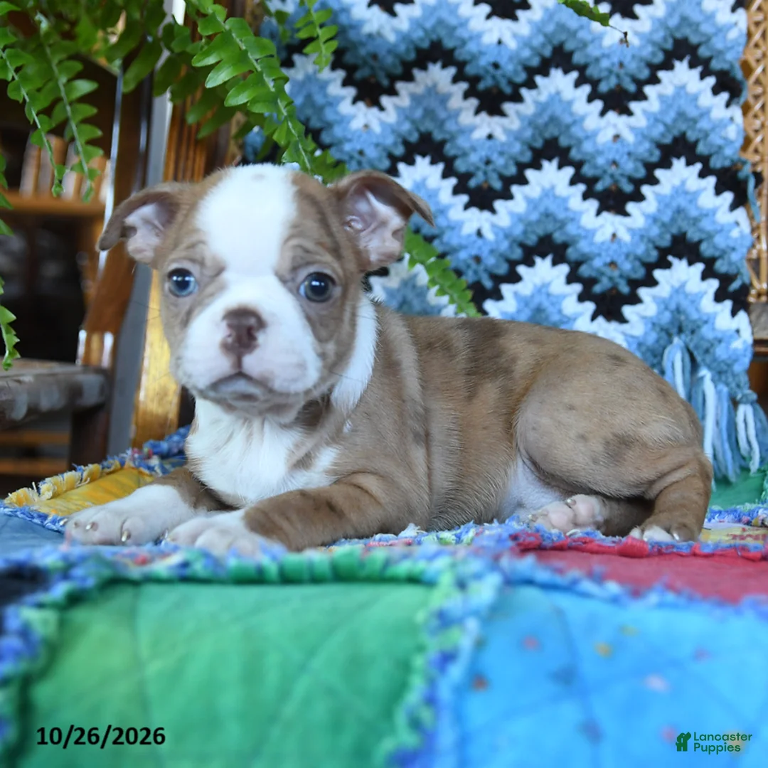 Boston Terrier dogs for sale: Harley - Ad 2